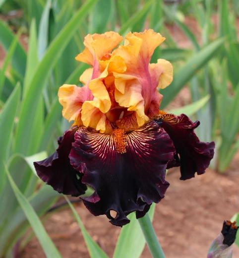 Photo of Tall Bearded Iris (Iris 'Mystic Image') uploaded by Moiris
