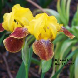 Location: Front yard, Coraopolis, PA
Date: 2012-05-11
My wild growing Iris