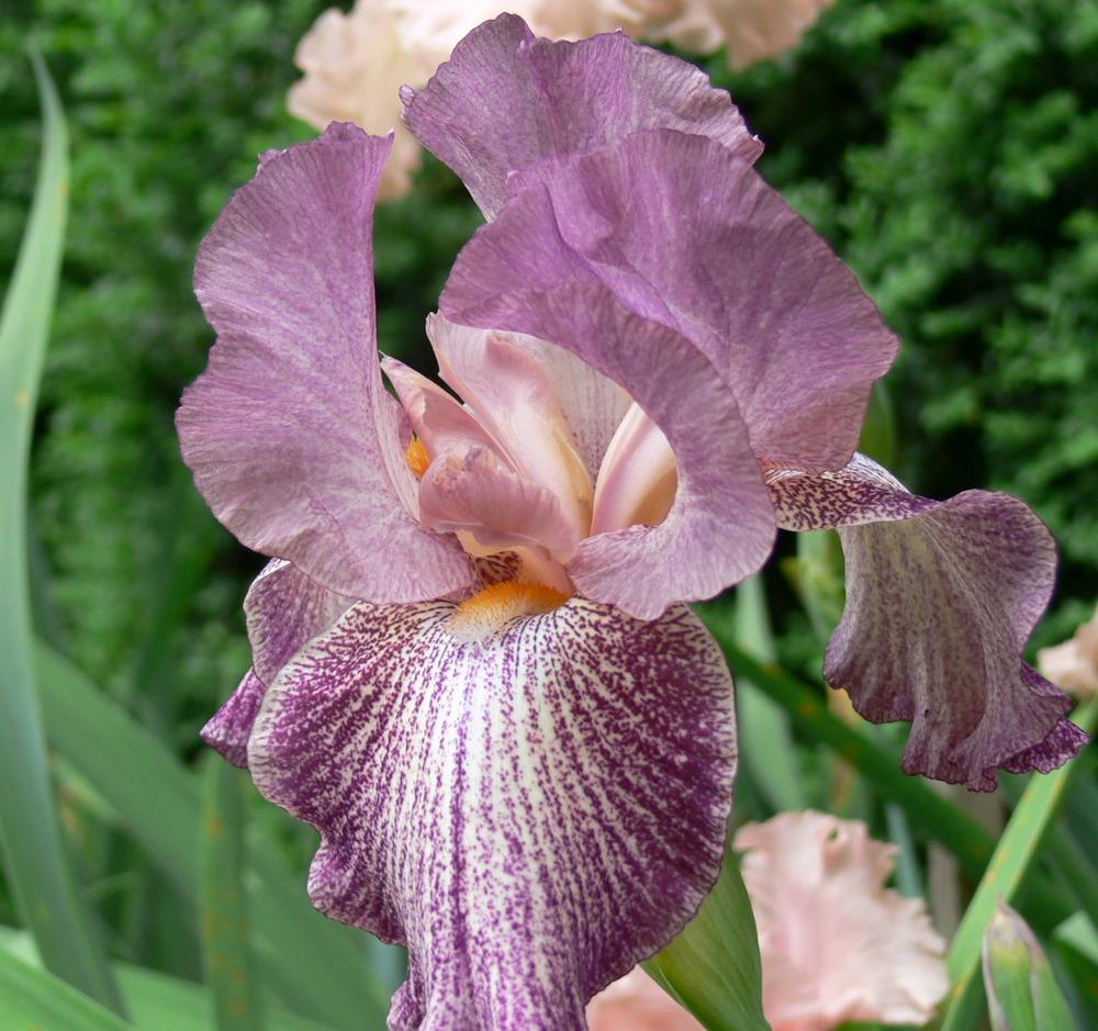 Photo of Tall Bearded Iris (Iris 'Porta Villa') uploaded by janwax