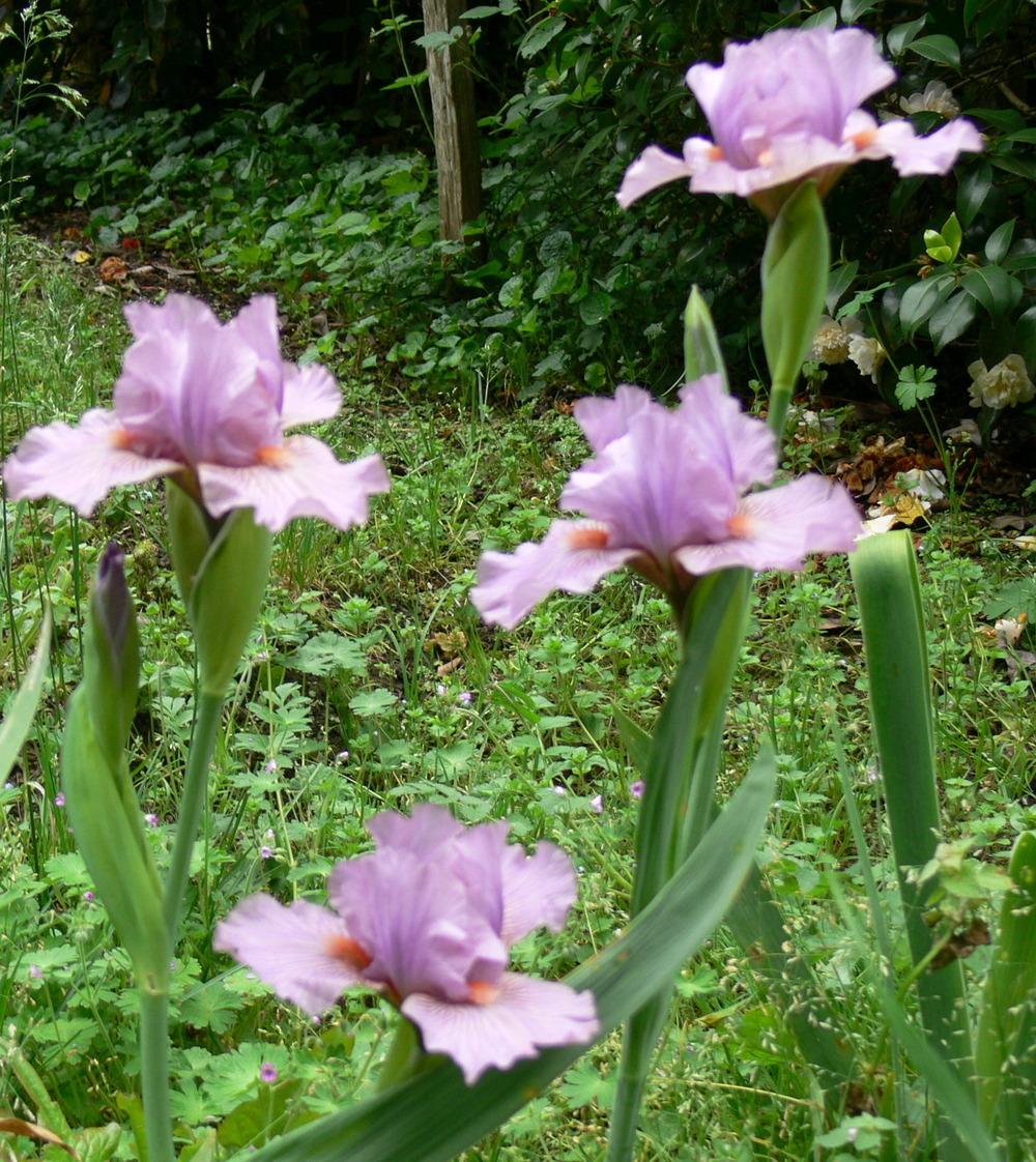 Photo of Intermediate Bearded Iris (Iris 'Miss Mauve') uploaded by janwax