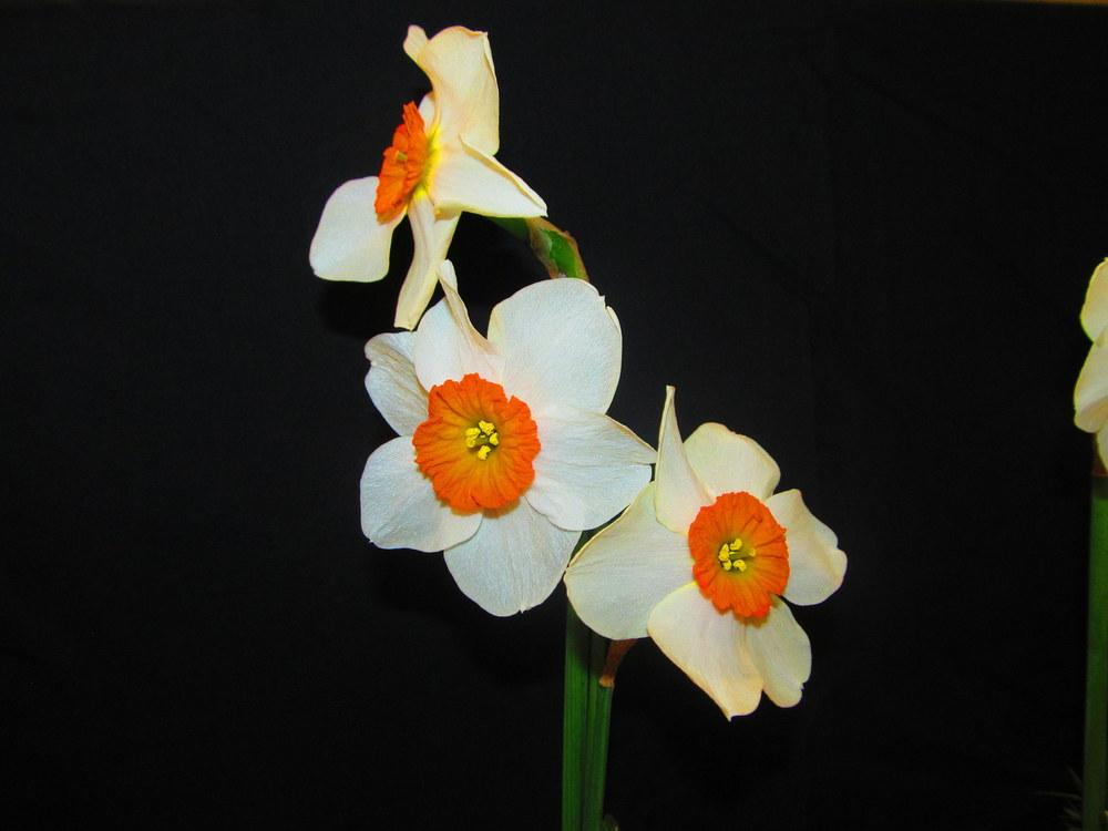 Photo of Large Cupped Daffodil (Narcissus 'Royal Regiment') uploaded by jmorth