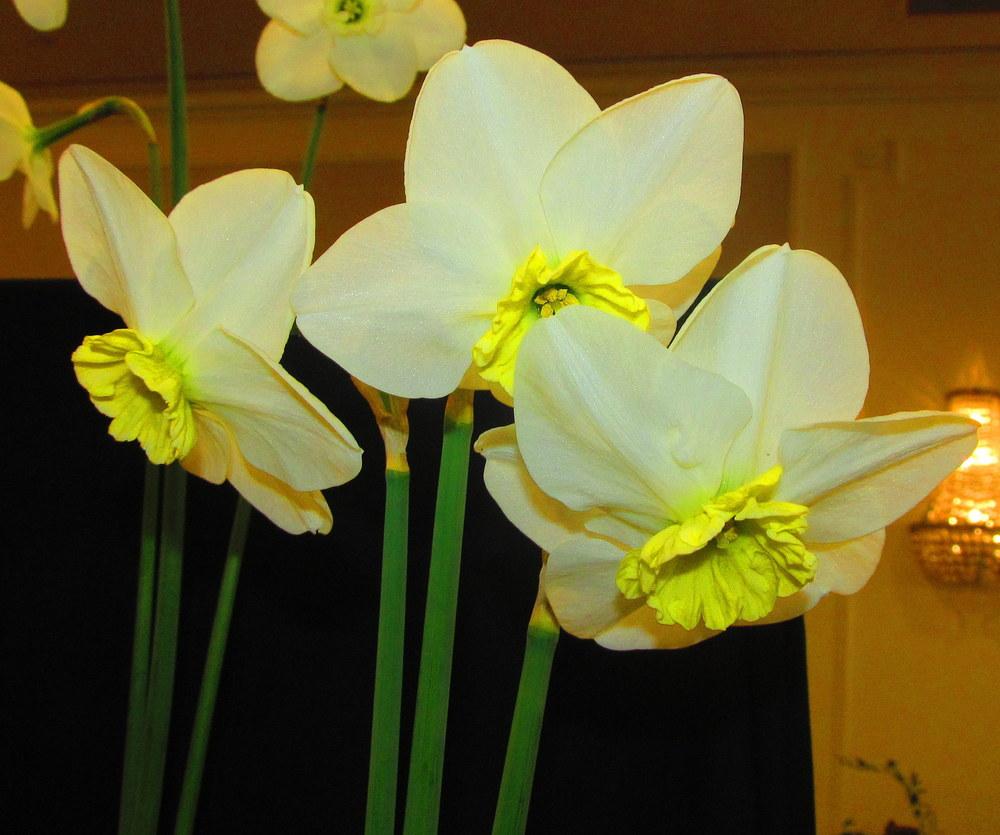 Photo of Small Cupped Daffodil (Narcissus 'Greenodd') uploaded by jmorth