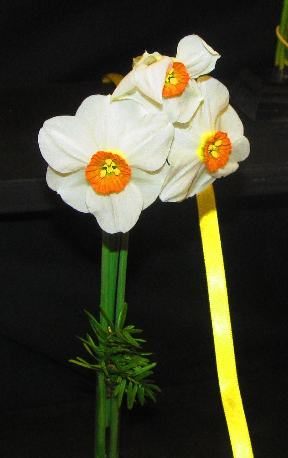 Photo of Poeticus Daffodil (Narcissus 'Brink') uploaded by jmorth