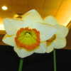 Daffodil Show St L.