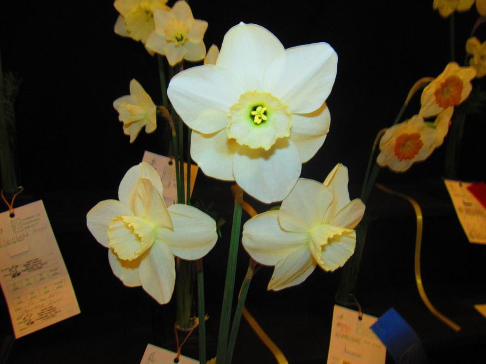 Photo of Large-Cupped Daffodil (Narcissus 'Easter Moon') uploaded by jmorth