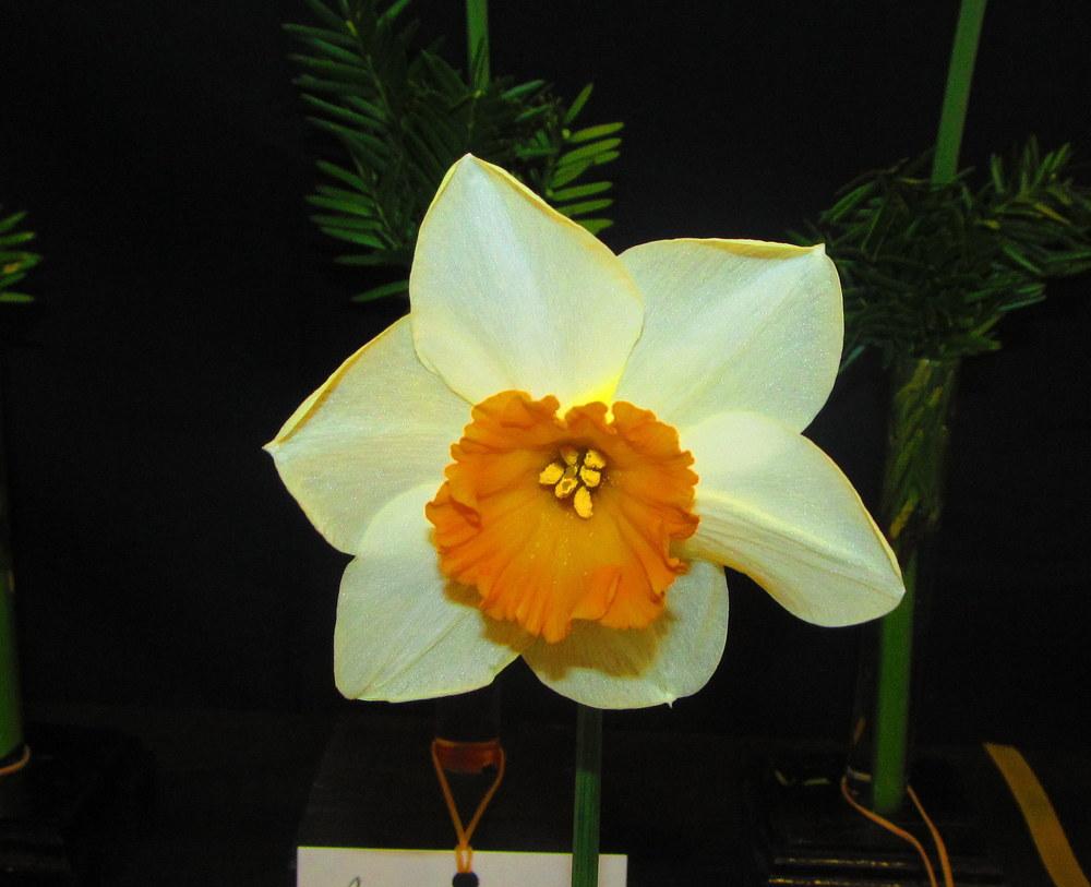 Photo of Large Cupped Daffodil (Narcissus 'Signal Light') uploaded by jmorth