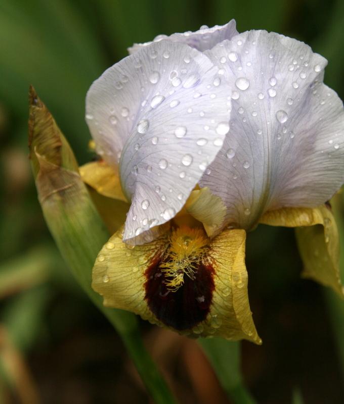 Photo of Arilbred Iris (Iris 'Xerxes') uploaded by Calif_Sue