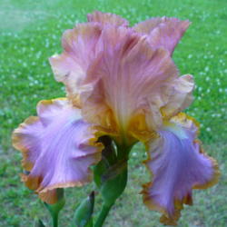 Location: Robson BC
Date: 2009-06-17
 8:03 pm. This beautiful Iris shows us many different colour chan