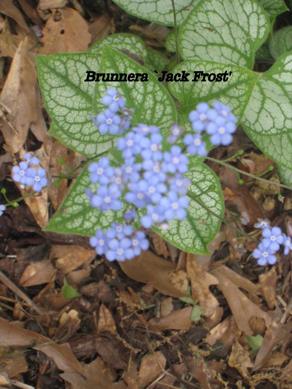 Photo of Silver Siberian bugloss (Brunnera macrophylla 'Jack Frost') uploaded by Hemophobic