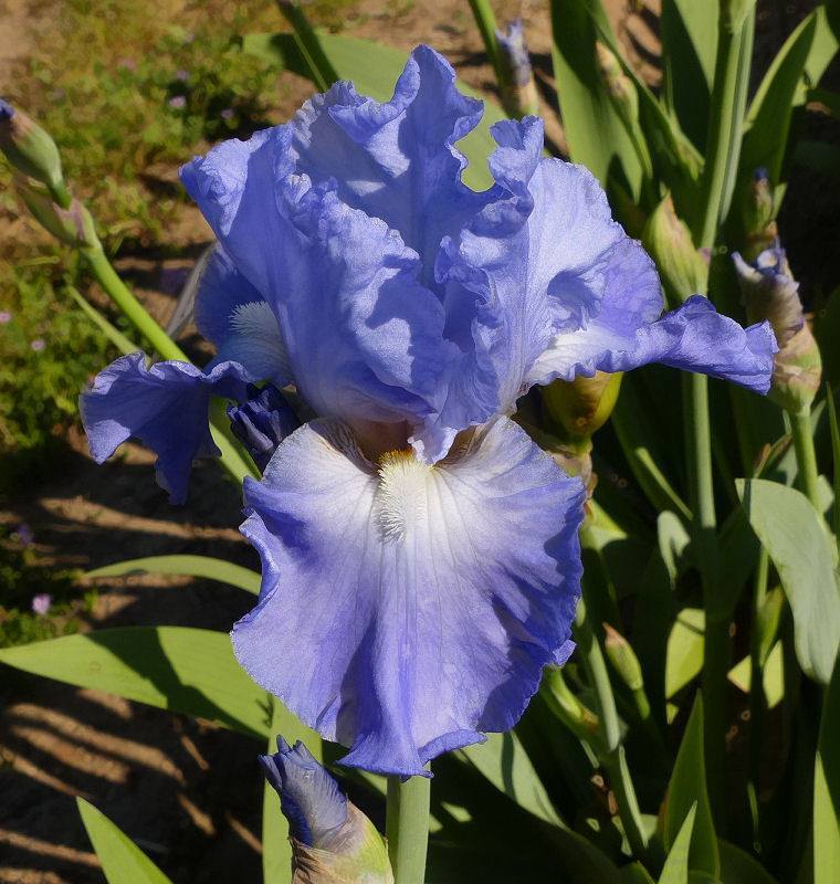 Photo of Tall Bearded Iris (Iris 'Gate of Heaven') uploaded by Misawa77