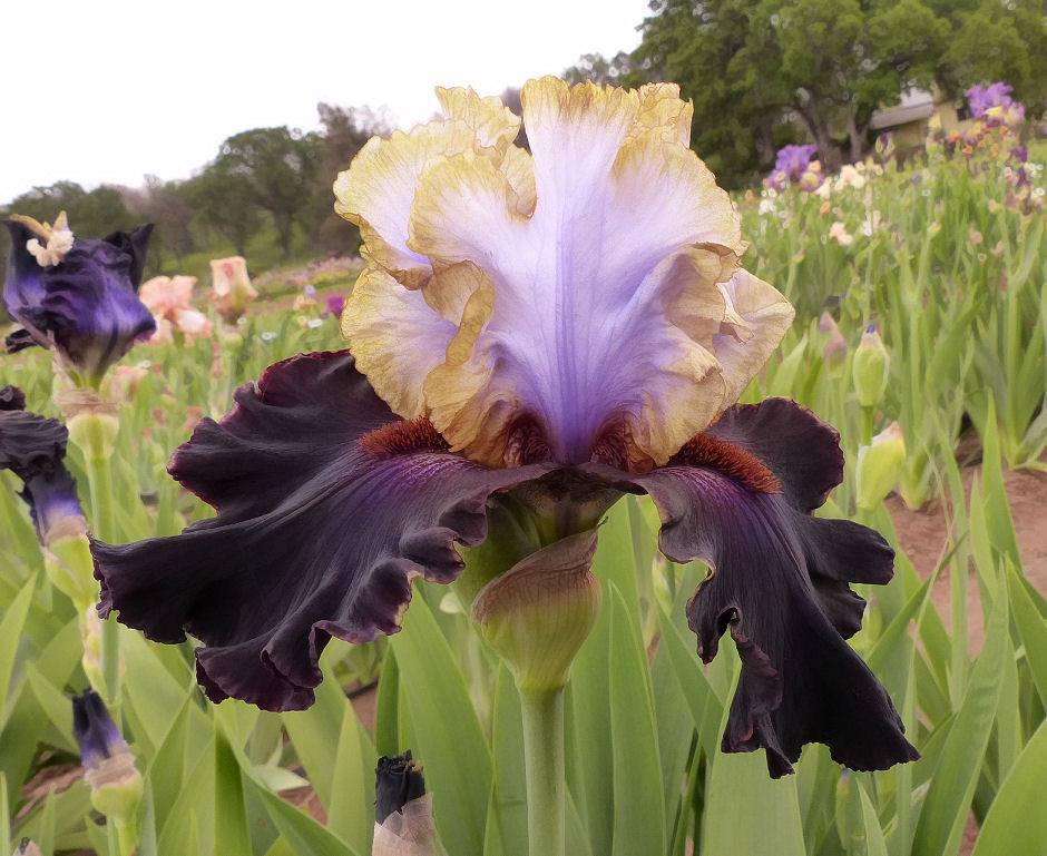 Photo of Tall Bearded Iris (Iris 'Edge of the World') uploaded by Misawa77
