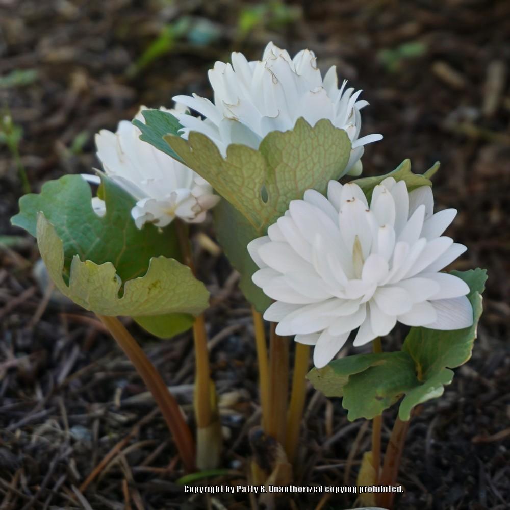 Photo of Bloodroot (Sanguinaria canadensis 'Multiplex') uploaded by Patty