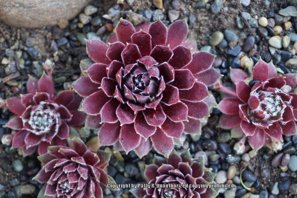 Photo of Hen and Chicks (Sempervivum 'Gulle Dame') uploaded by Patty