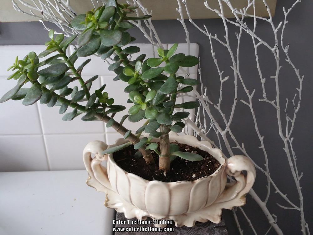 Photo of Jade Plant (Crassula ovata) uploaded by WildSucculentDreams