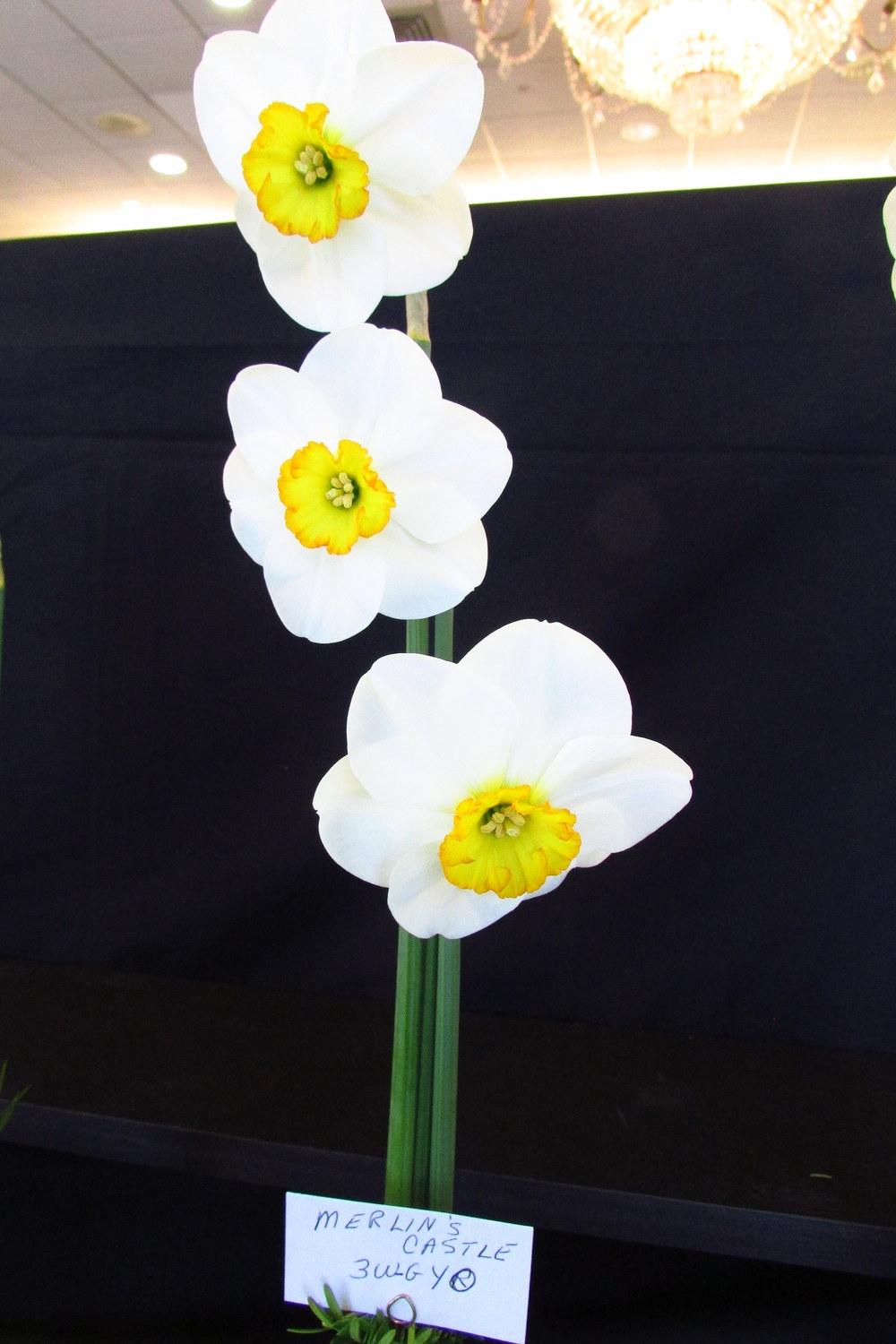 Photo of Small Cupped Daffodil (Narcissus 'Merlin's Castle') uploaded by jmorth