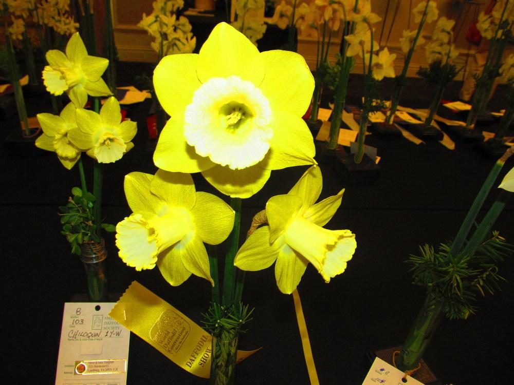 Photo of Trumpet Daffodil (Narcissus 'Chiloquin') uploaded by jmorth