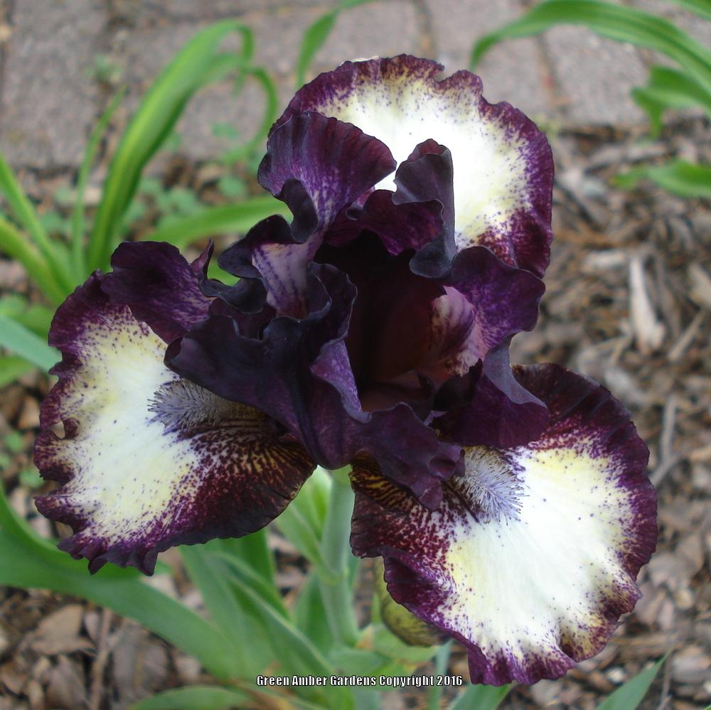 Photo of Intermediate Bearded Iris (Iris 'Spectator') uploaded by lovemyhouse