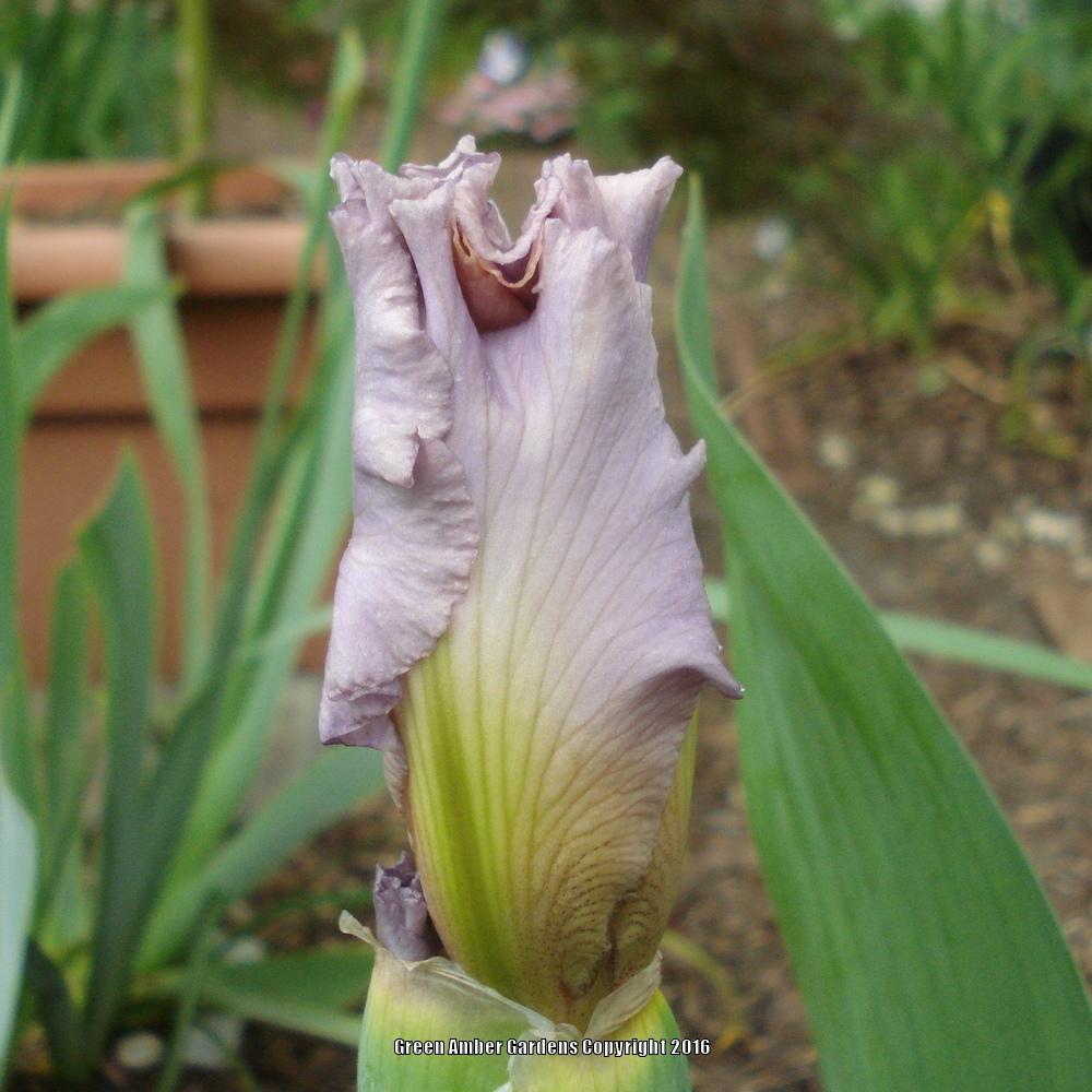 Photo of Tall Bearded Iris (Iris 'Celebration Song') uploaded by lovemyhouse