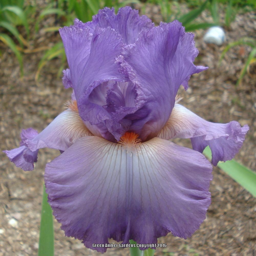 Photo of Tall Bearded Iris (Iris 'Designing Woman') uploaded by lovemyhouse