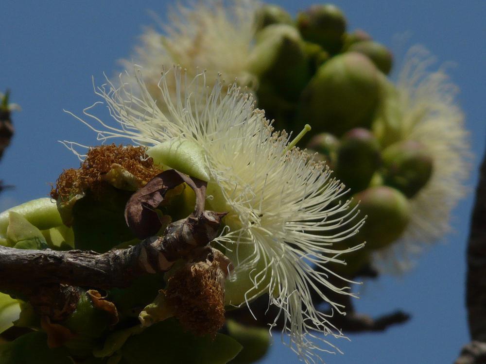 Photo of Wild Guava (Careya arborea) uploaded by robertduval14