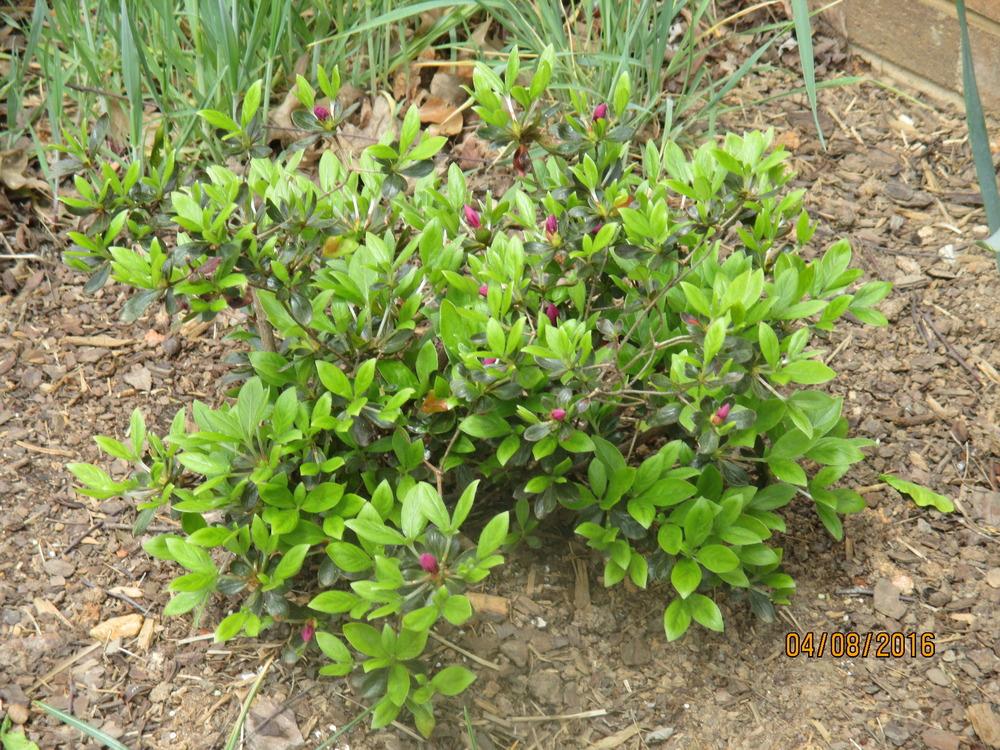 Photo of Azalea (Rhododendron 'Girard's Purple') uploaded by BetNC