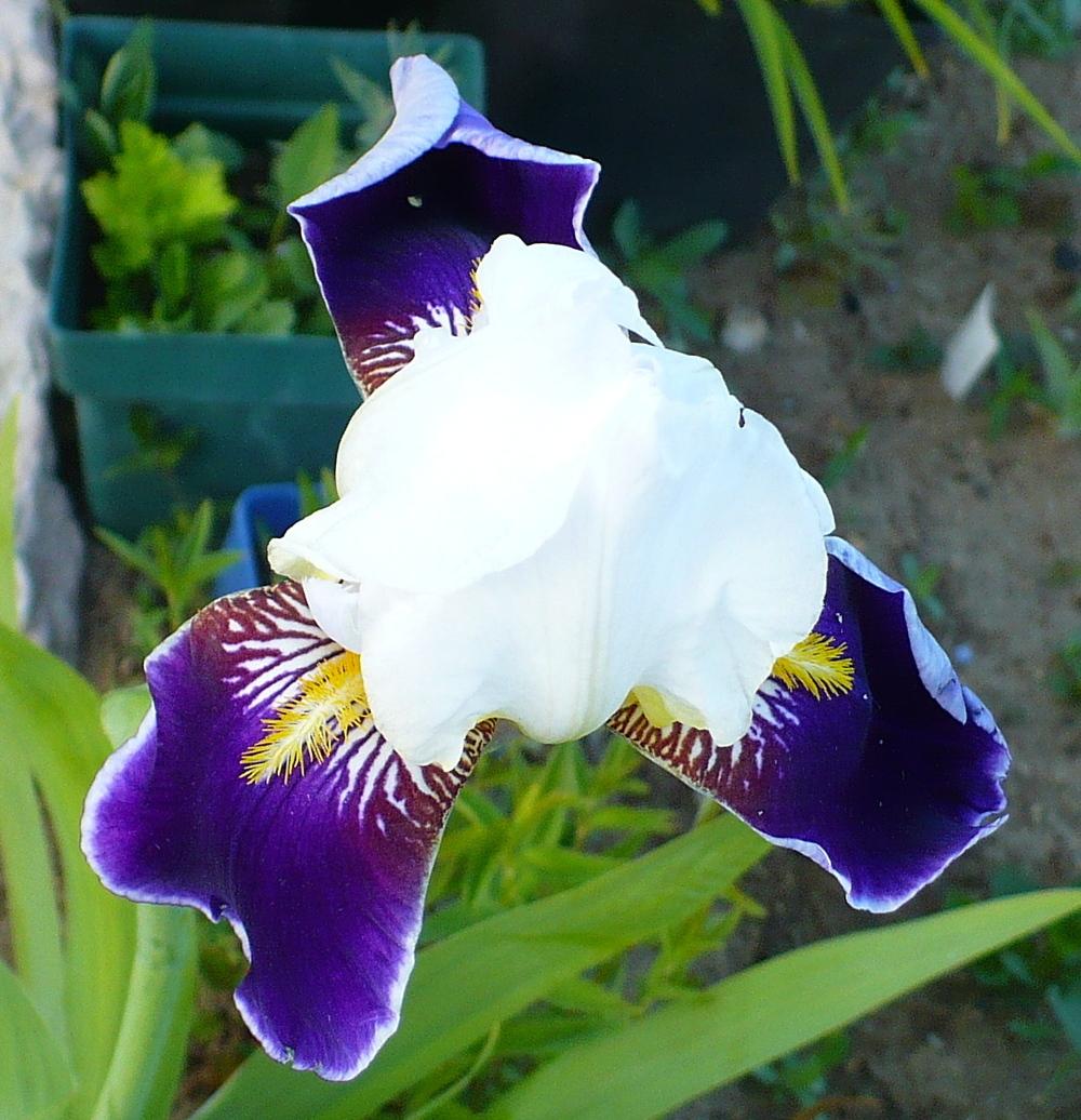 Photo of Tall Bearded Iris (Iris 'Wabash') uploaded by HemNorth