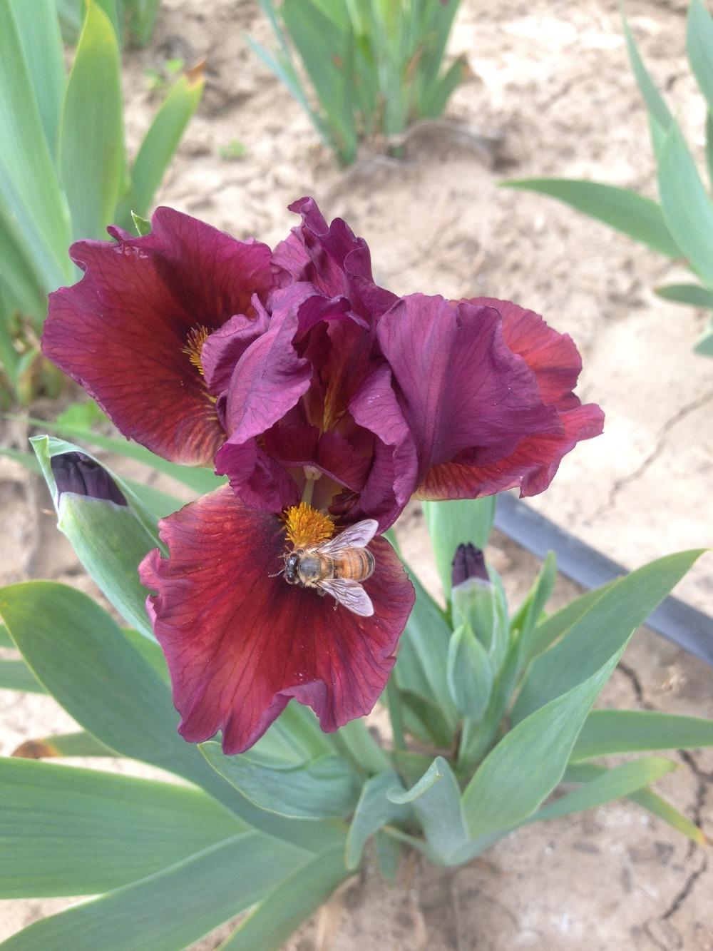 Photo of Standard Dwarf Bearded Iris (Iris 'Blazing Garnet') uploaded by HighdesertNiki
