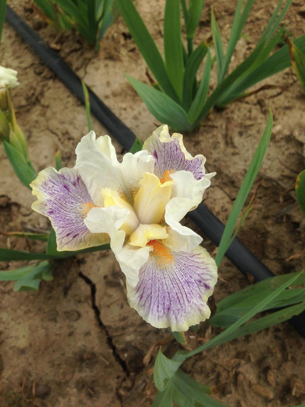 Photo of Standard Dwarf Bearded Iris (Iris 'Twerk') uploaded by HighdesertNiki
