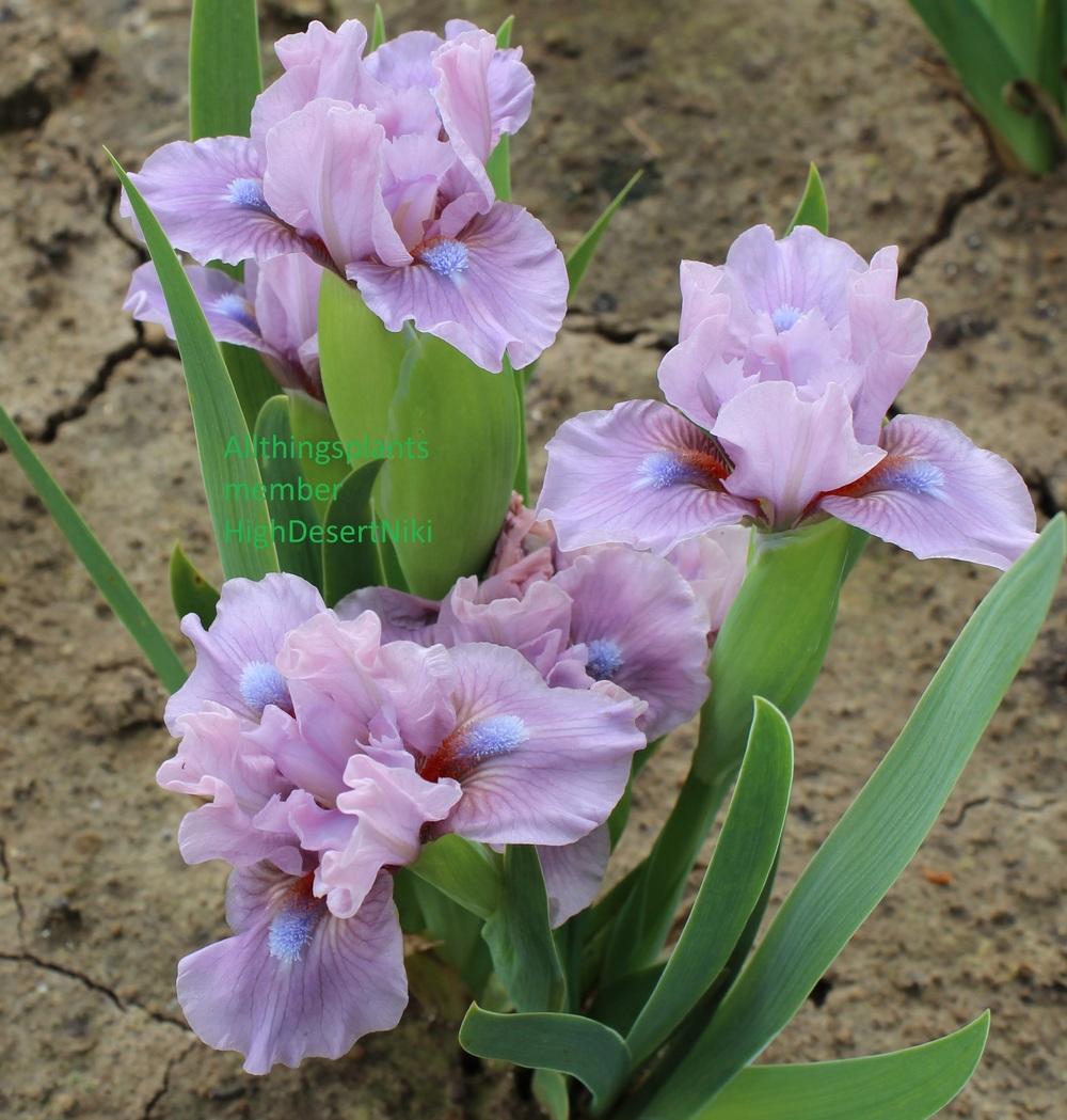 Photo of Standard Dwarf Bearded Iris (Iris 'Cheery Blush') uploaded by HighdesertNiki