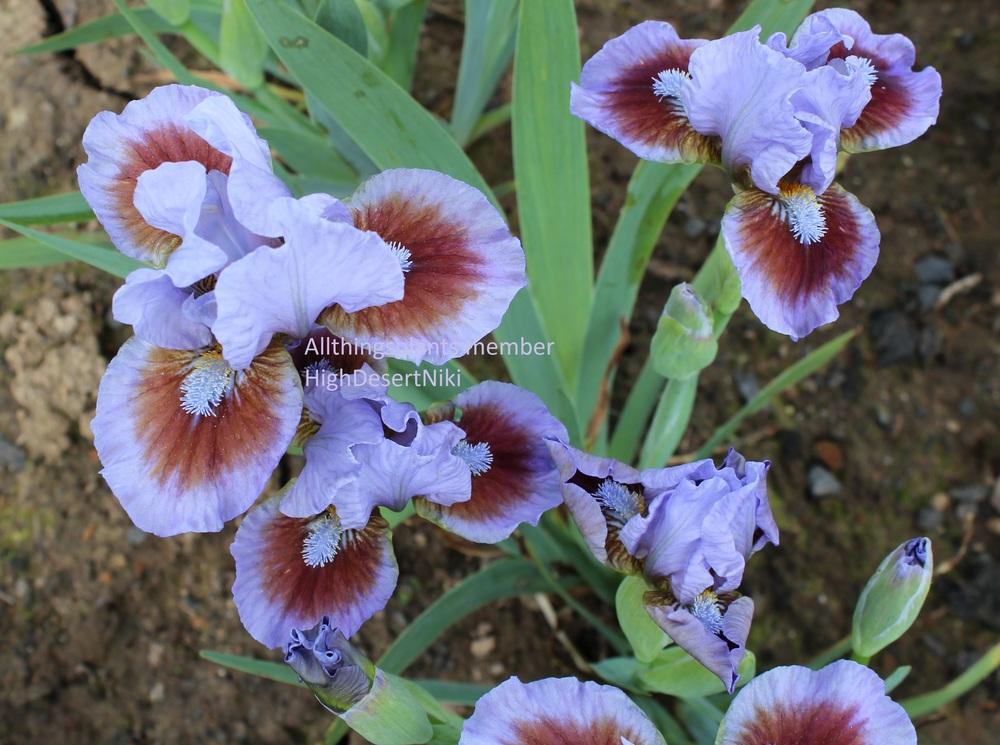 Photo of Standard Dwarf Bearded Iris (Iris 'Beyond the Sky') uploaded by HighdesertNiki