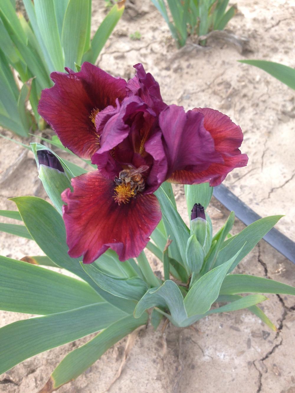 Photo of Standard Dwarf Bearded Iris (Iris 'Blazing Garnet') uploaded by HighdesertNiki
