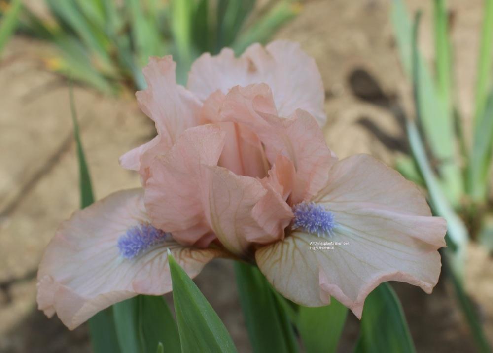 Photo of Standard Dwarf Bearded Iris (Iris 'Cameo Keepsake') uploaded by HighdesertNiki