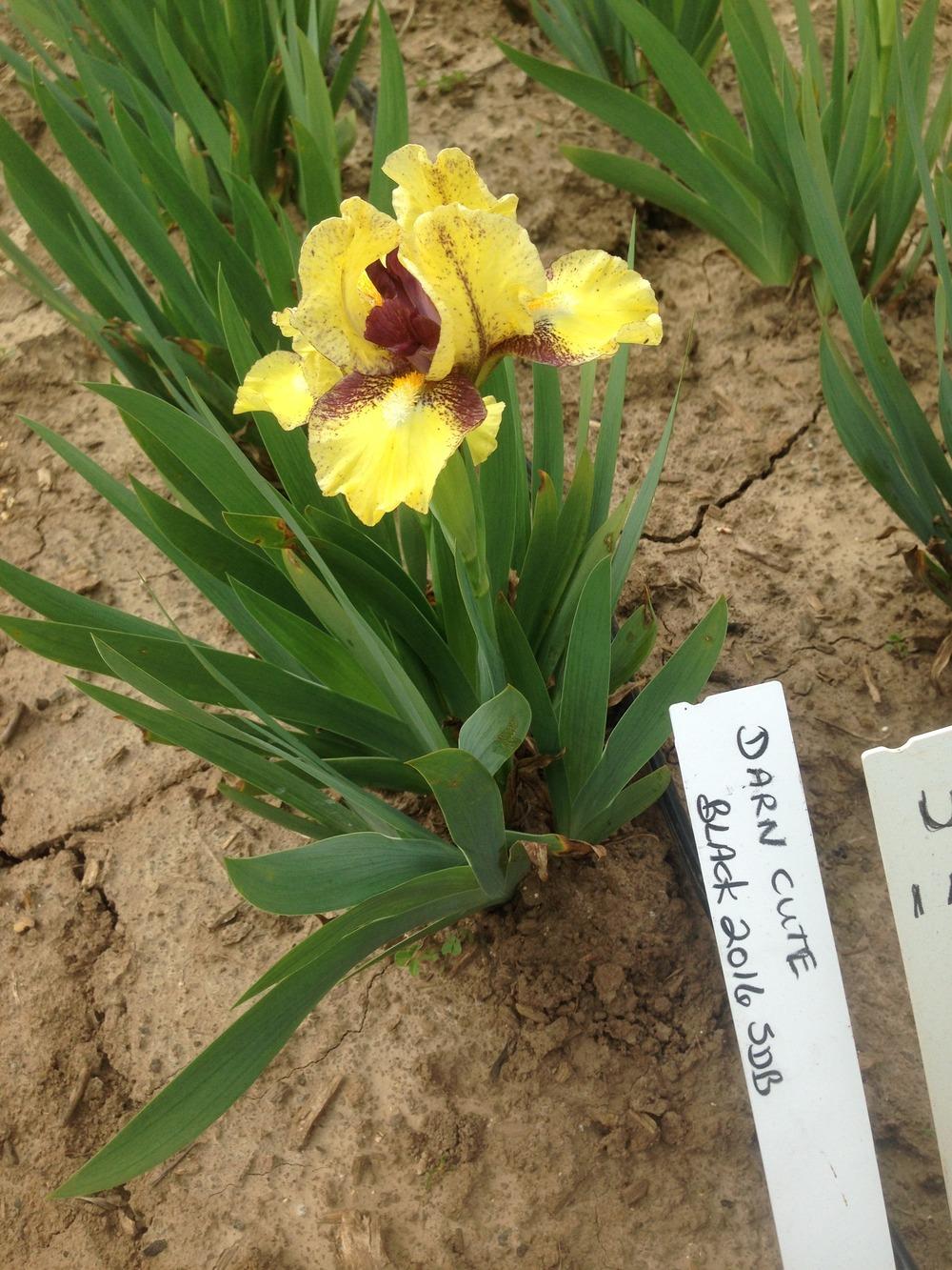 Photo of Standard Dwarf Bearded Iris (Iris 'Darn Cute') uploaded by HighdesertNiki