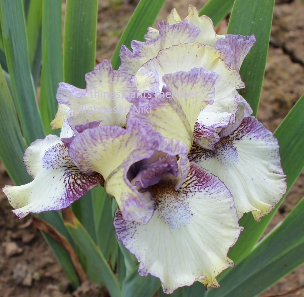 Photo of Standard Dwarf Bearded Iris (Iris 'Ambitious One') uploaded by HighdesertNiki