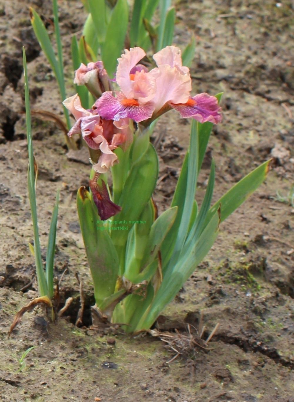Photo of Standard Dwarf Bearded Iris (Iris 'Brash and Sassy') uploaded by HighdesertNiki