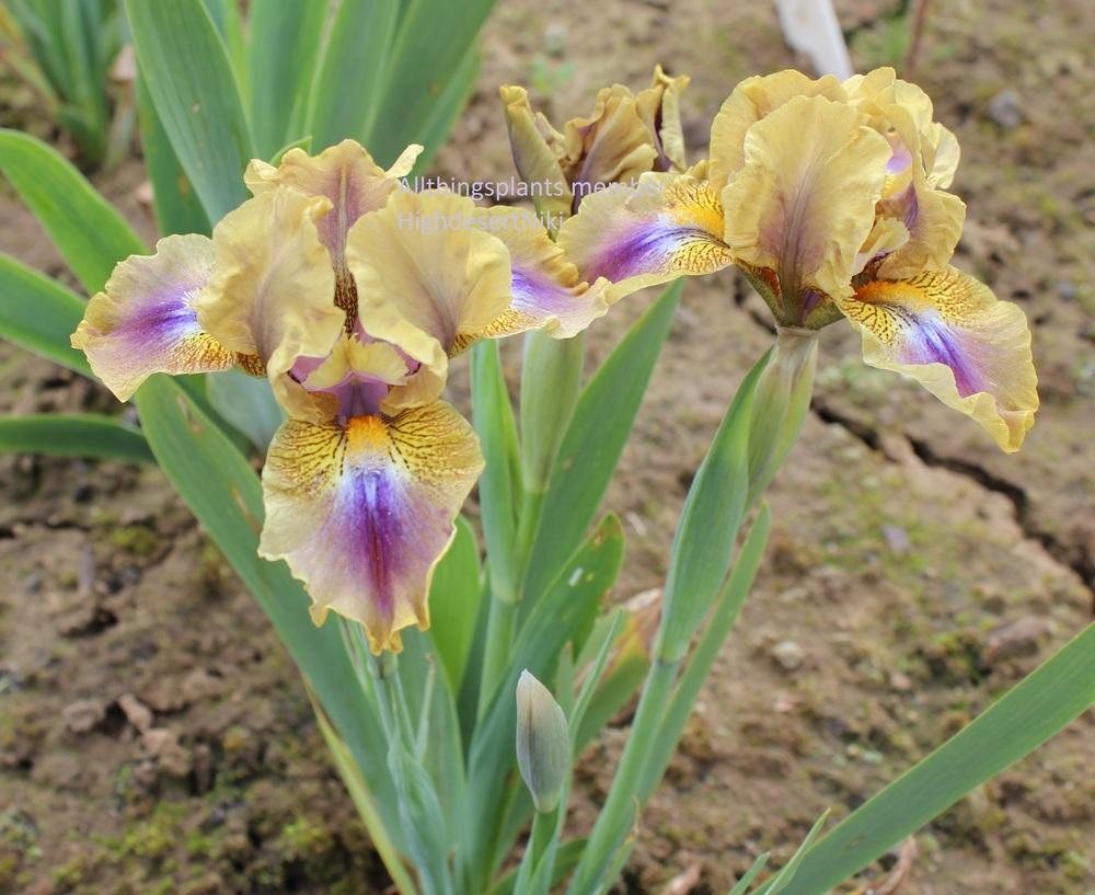 Photo of Standard Dwarf Bearded Iris (Iris 'Assorted Flavors') uploaded by HighdesertNiki