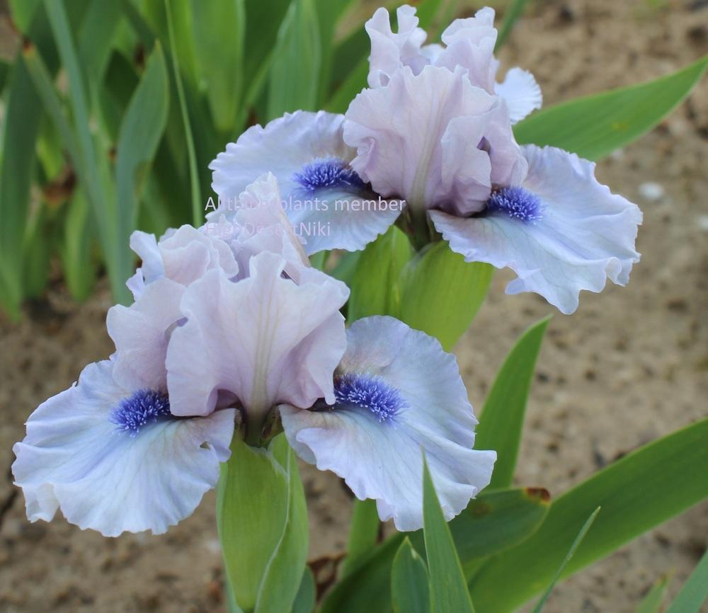 Photo of Standard Dwarf Bearded Iris (Iris 'Breathtaking') uploaded by HighdesertNiki