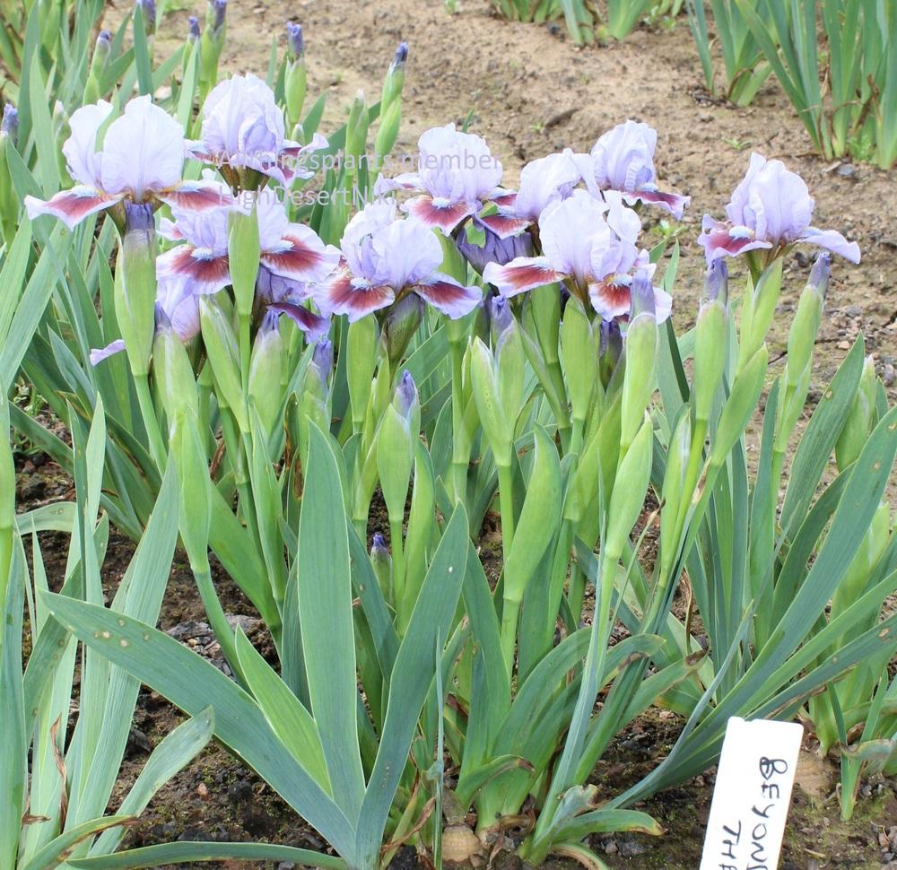 Photo of Standard Dwarf Bearded Iris (Iris 'Beyond the Sky') uploaded by HighdesertNiki