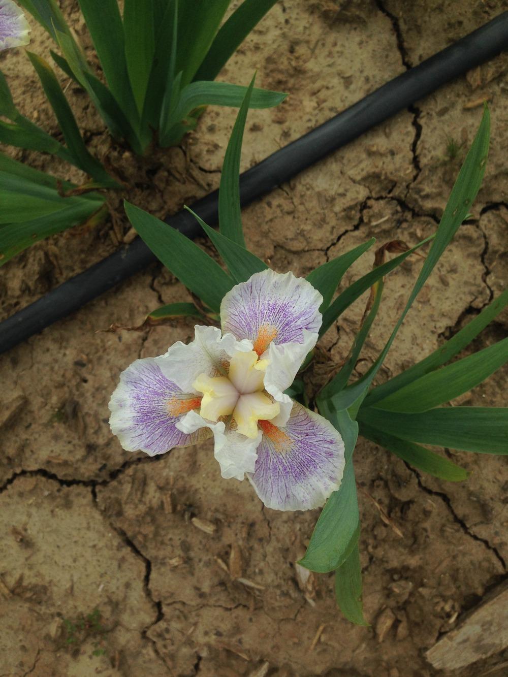 Photo of Standard Dwarf Bearded Iris (Iris 'Twerk') uploaded by HighdesertNiki
