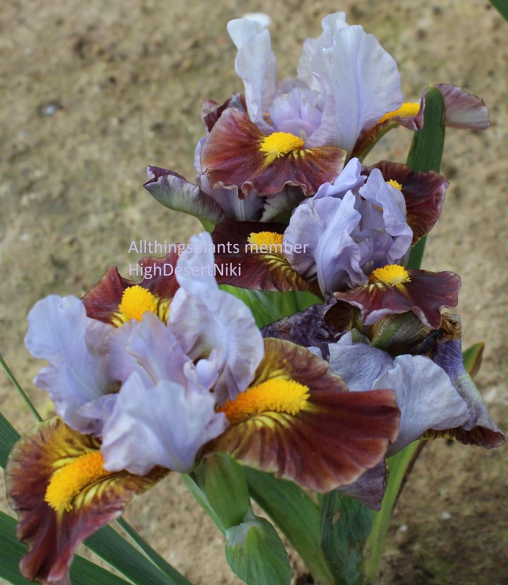 Photo of Standard Dwarf Bearded Iris (Iris 'Chicklet') uploaded by HighdesertNiki