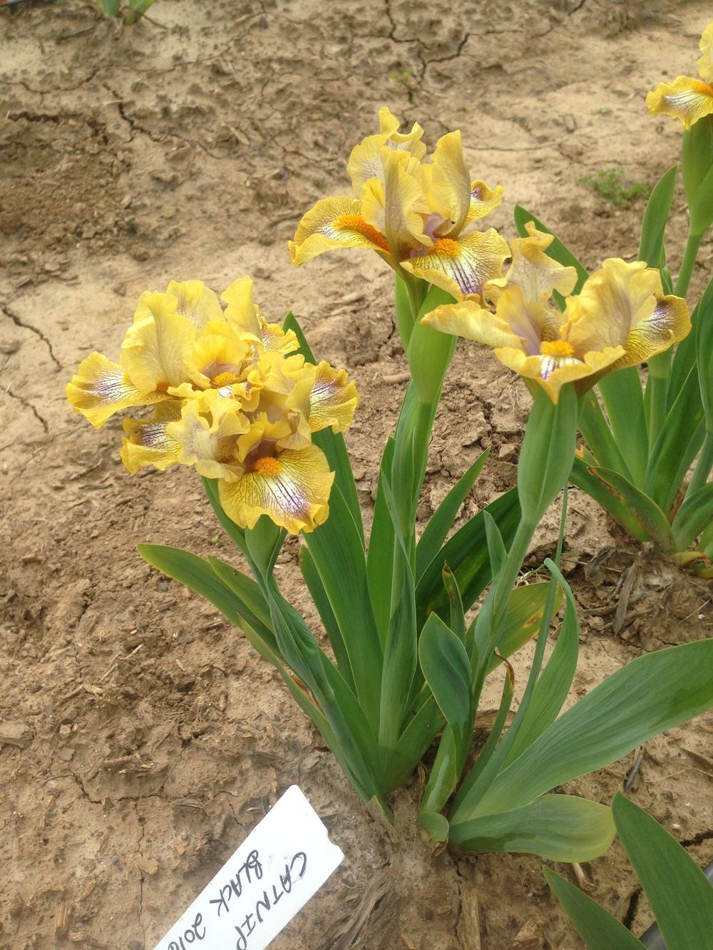 Photo of Standard Dwarf Bearded Iris (Iris 'Catnip') uploaded by HighdesertNiki