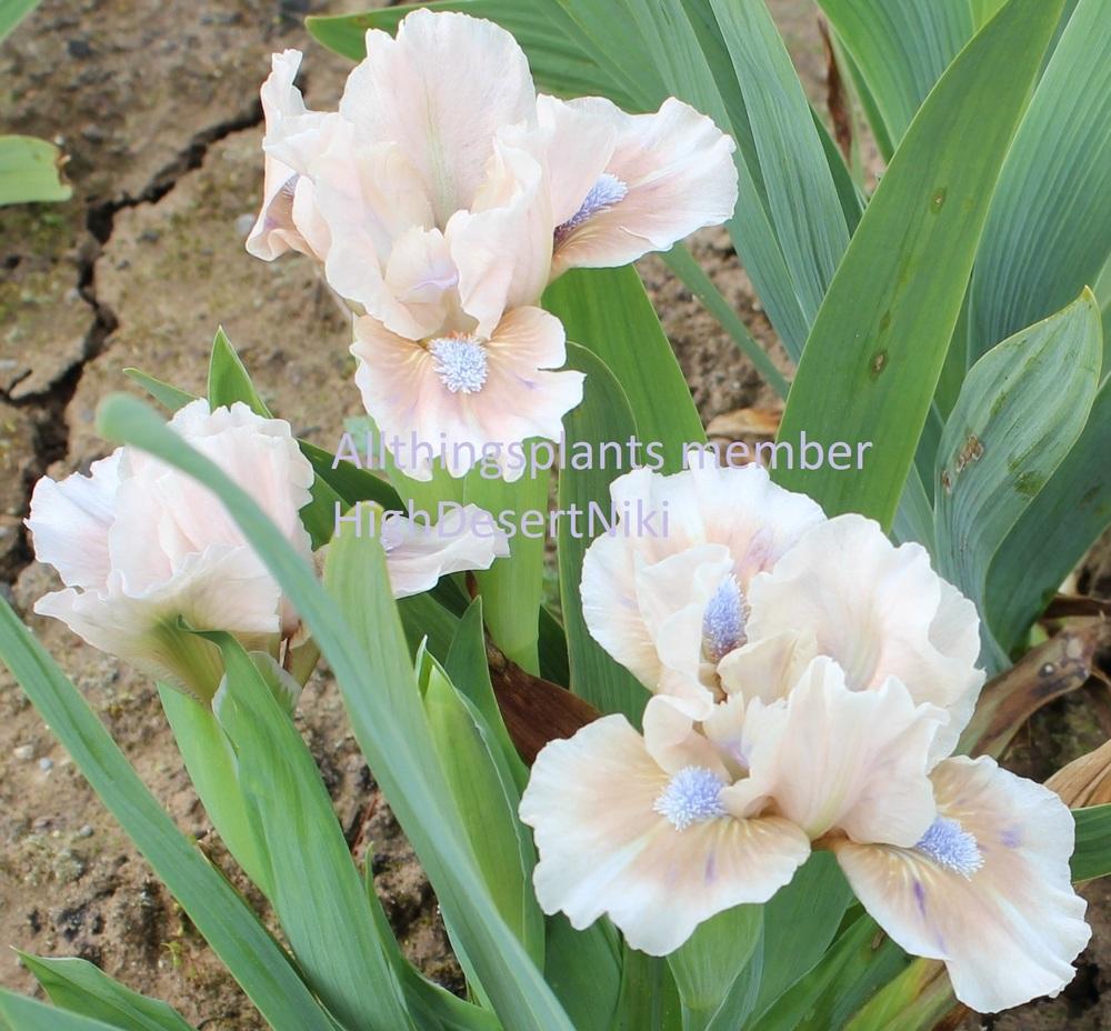 Photo of Standard Dwarf Bearded Iris (Iris 'Amorous Duet') uploaded by HighdesertNiki