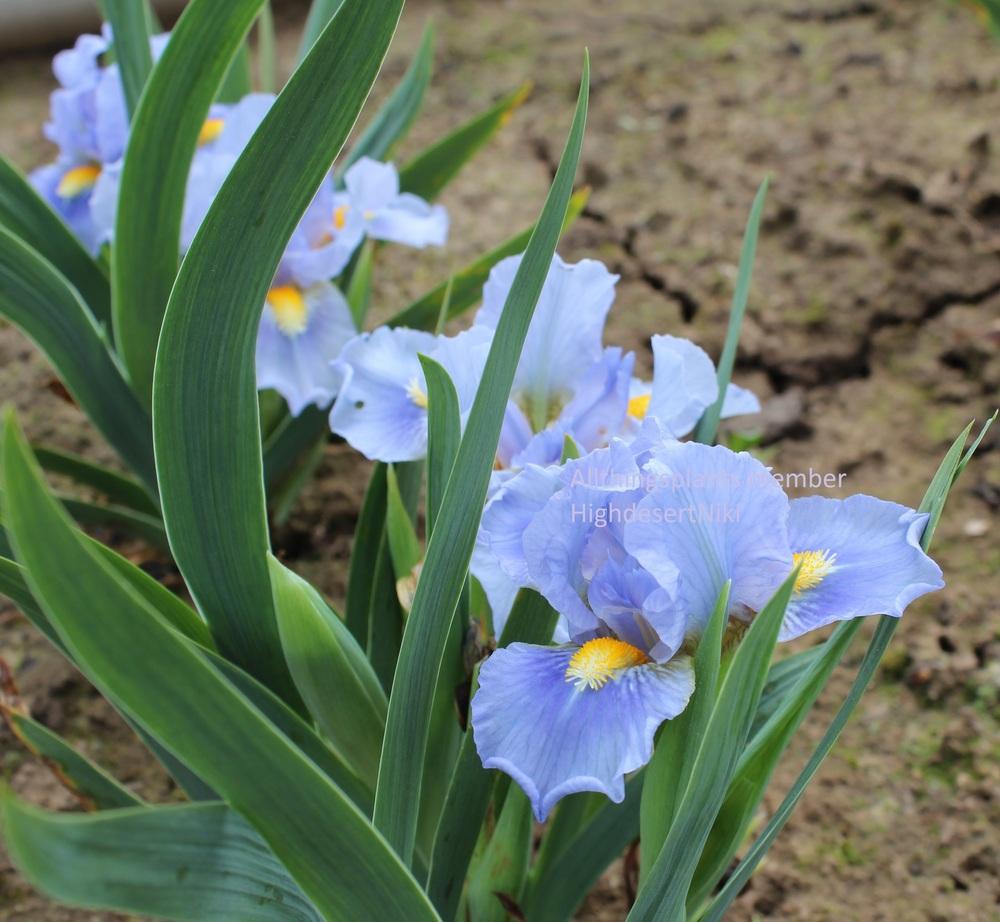 Photo of Standard Dwarf Bearded Iris (Iris 'Amateur') uploaded by HighdesertNiki