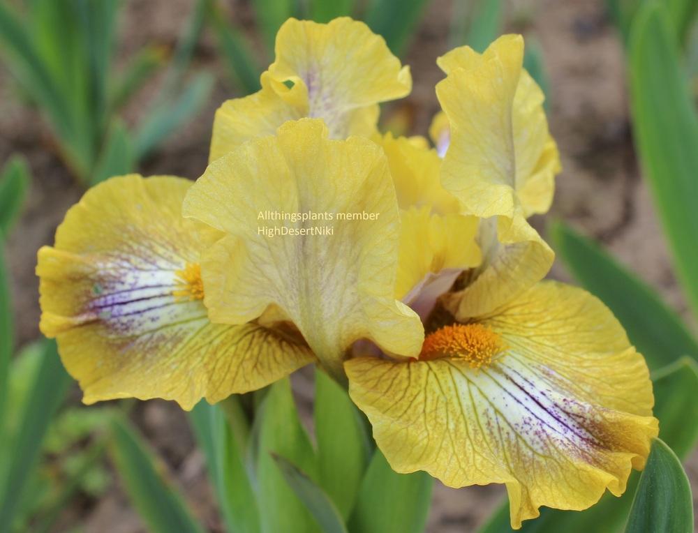 Photo of Standard Dwarf Bearded Iris (Iris 'Catnip') uploaded by HighdesertNiki