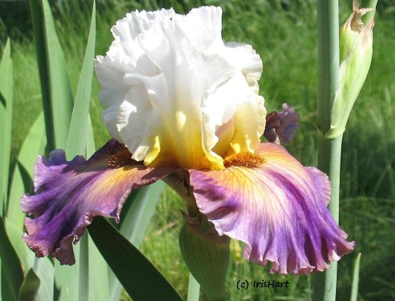 Photo of Tall Bearded Iris (Iris 'Trumped') uploaded by IrisHart