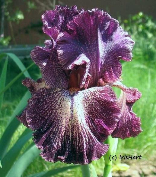 Photo of Tall Bearded Iris (Iris 'Dark Drama') uploaded by IrisHart