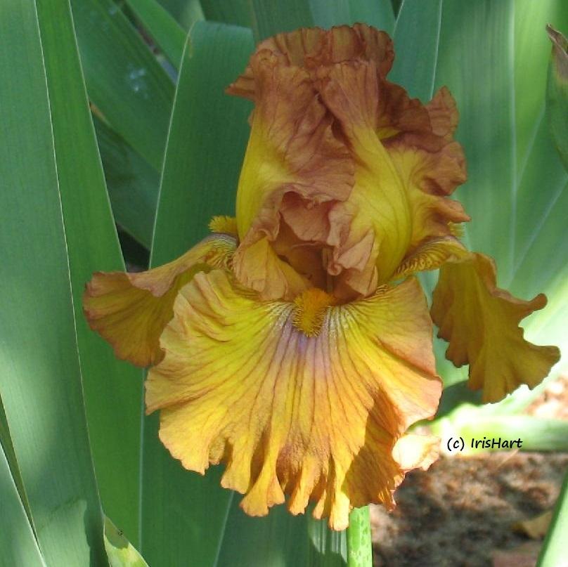 Photo of Tall Bearded Iris (Iris 'Spice Trader') uploaded by IrisHart