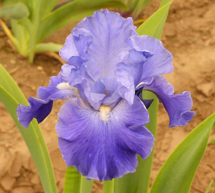 Photo of Tall Bearded Iris (Iris 'Metro Blue') uploaded by Misawa77