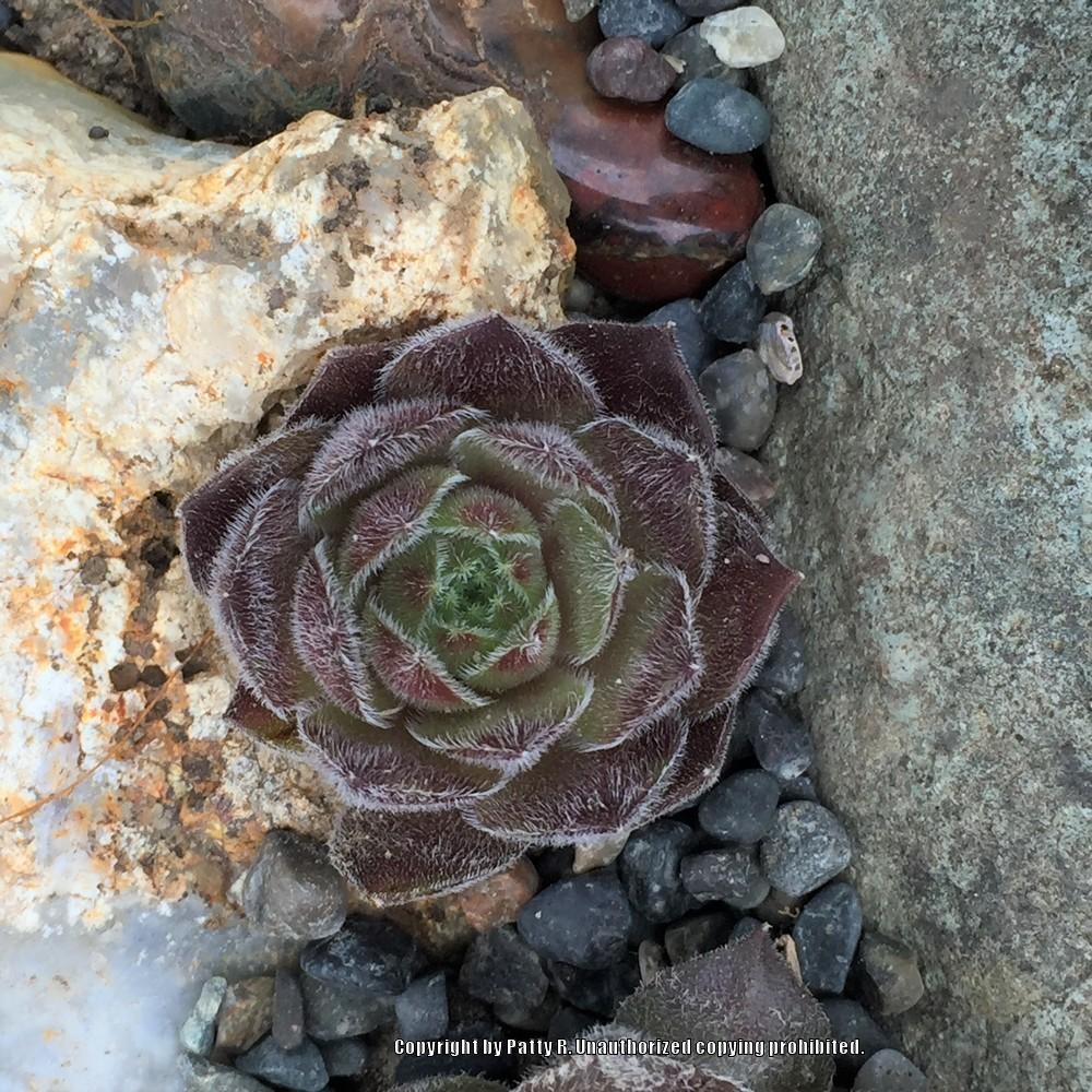 Photo of Hen and Chicks (Sempervivum 'Spanish Dancer') uploaded by Patty