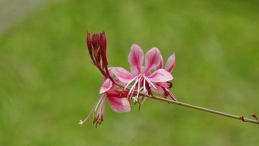 Photo of Appleblossom Grass (Oenothera lindheimeri Belleza™ Early Pink) uploaded by Sheridragonfly